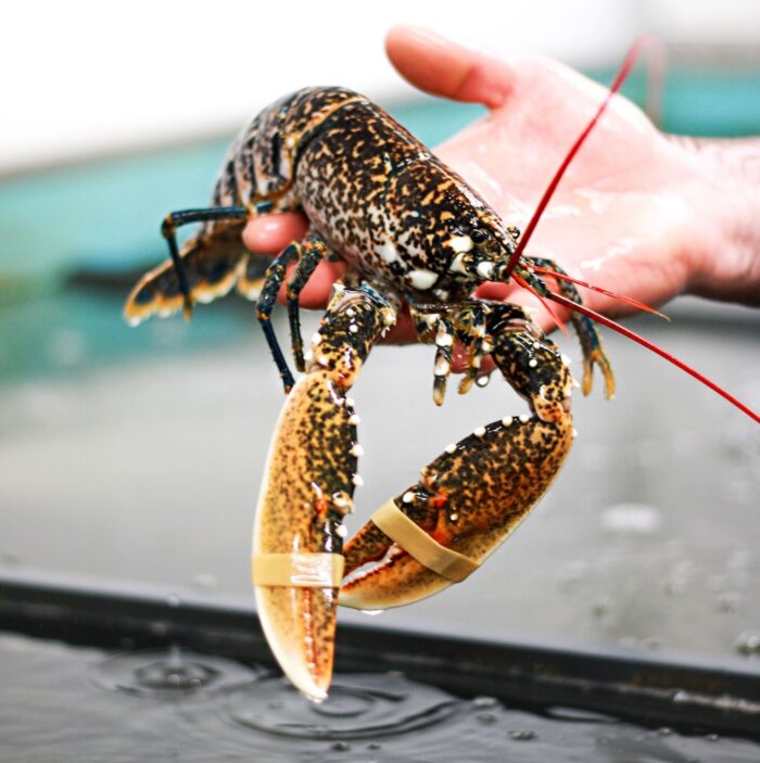 Whole, fresh lobster held in hand above water. The lobster's claws are closed by rubber bands
