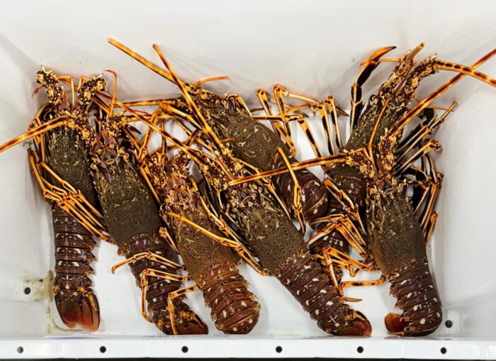 Whole, fresh lobsters stored in a white container