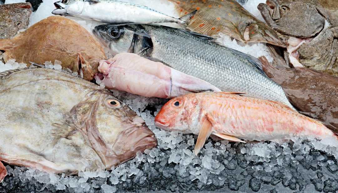 pile of fresh fishes covered with ice