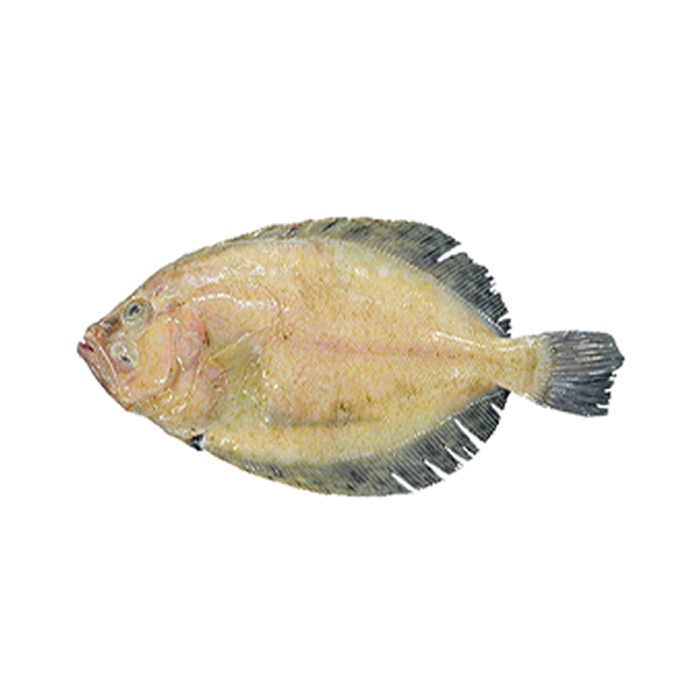 megrim sole image