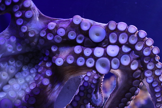 octopus in sea