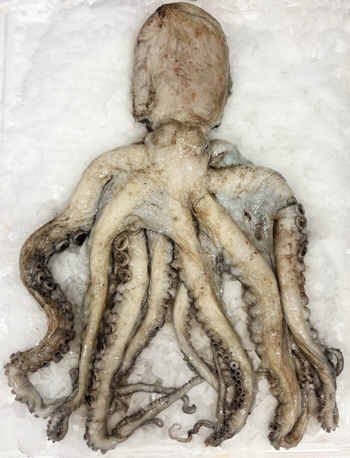 A whole raw octopus displayed on ice