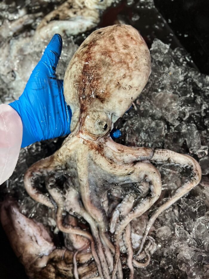 Raw octopus held in a hand with a blue protective glove.