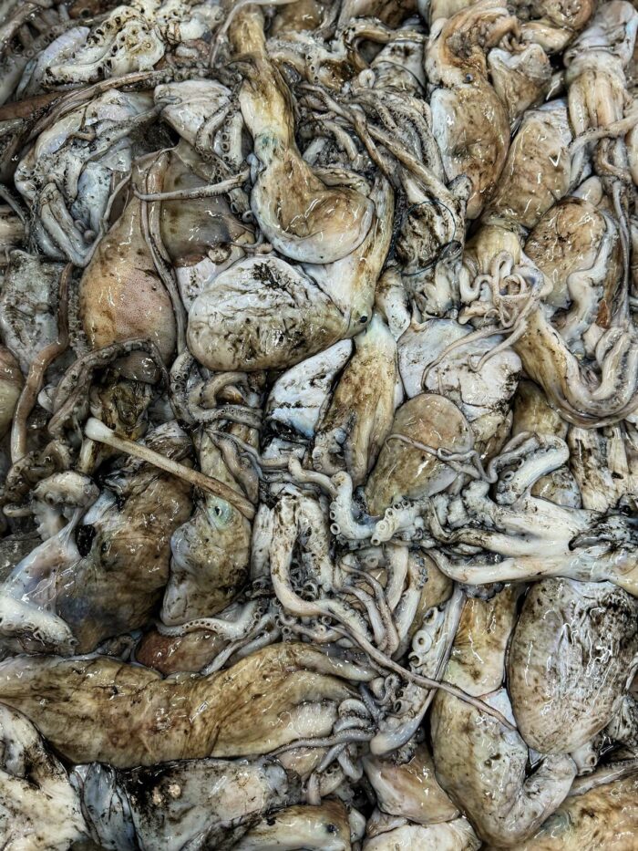 Stored raw octopus piled in a container
