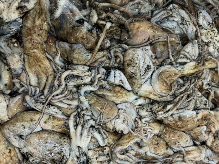 Stored raw octopus piled in a container