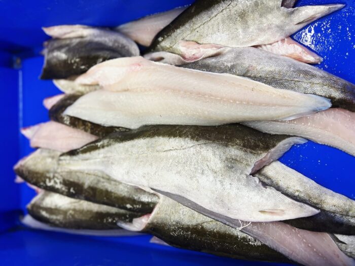 Pollock fillets stored in a blue container