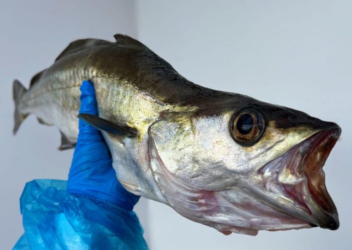 Fresh, whole pollock held in a blue gloved hand