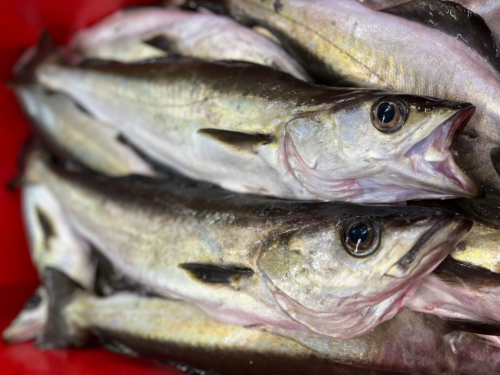 Fresh pollock stored in a red container
