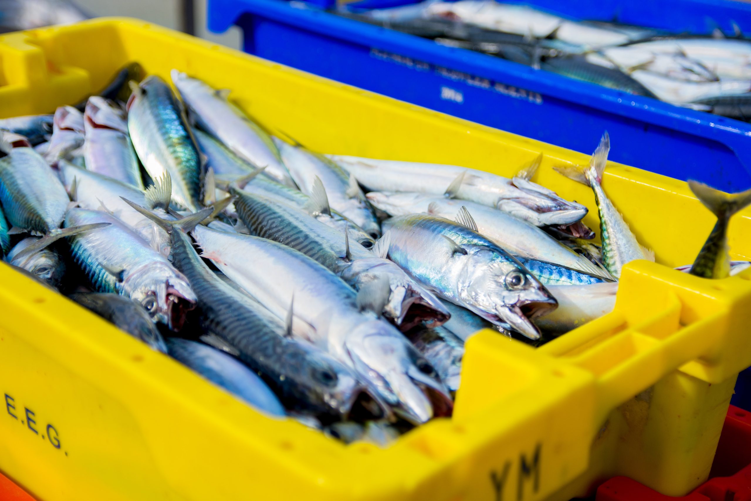 Caught mackerel