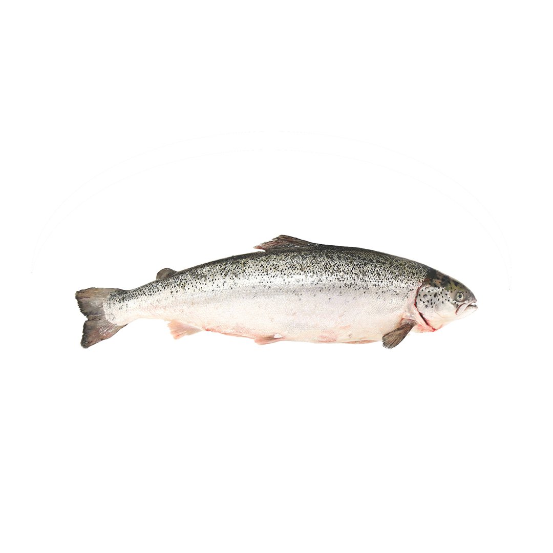 Image of salmon