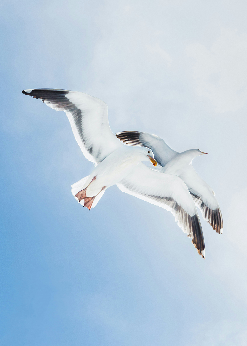 seagulls