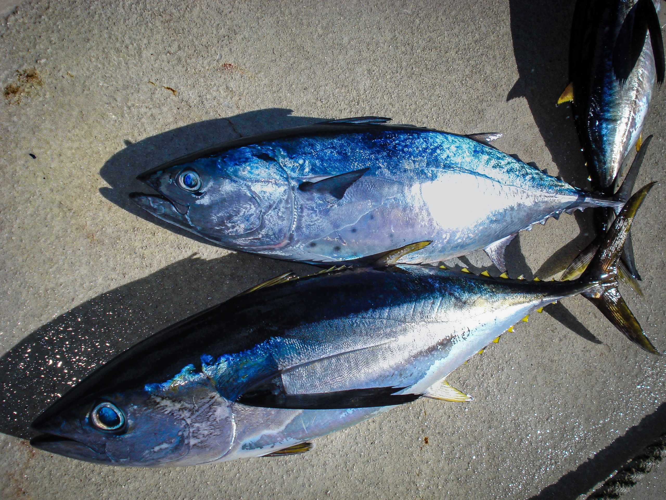 Yellowfin tuna