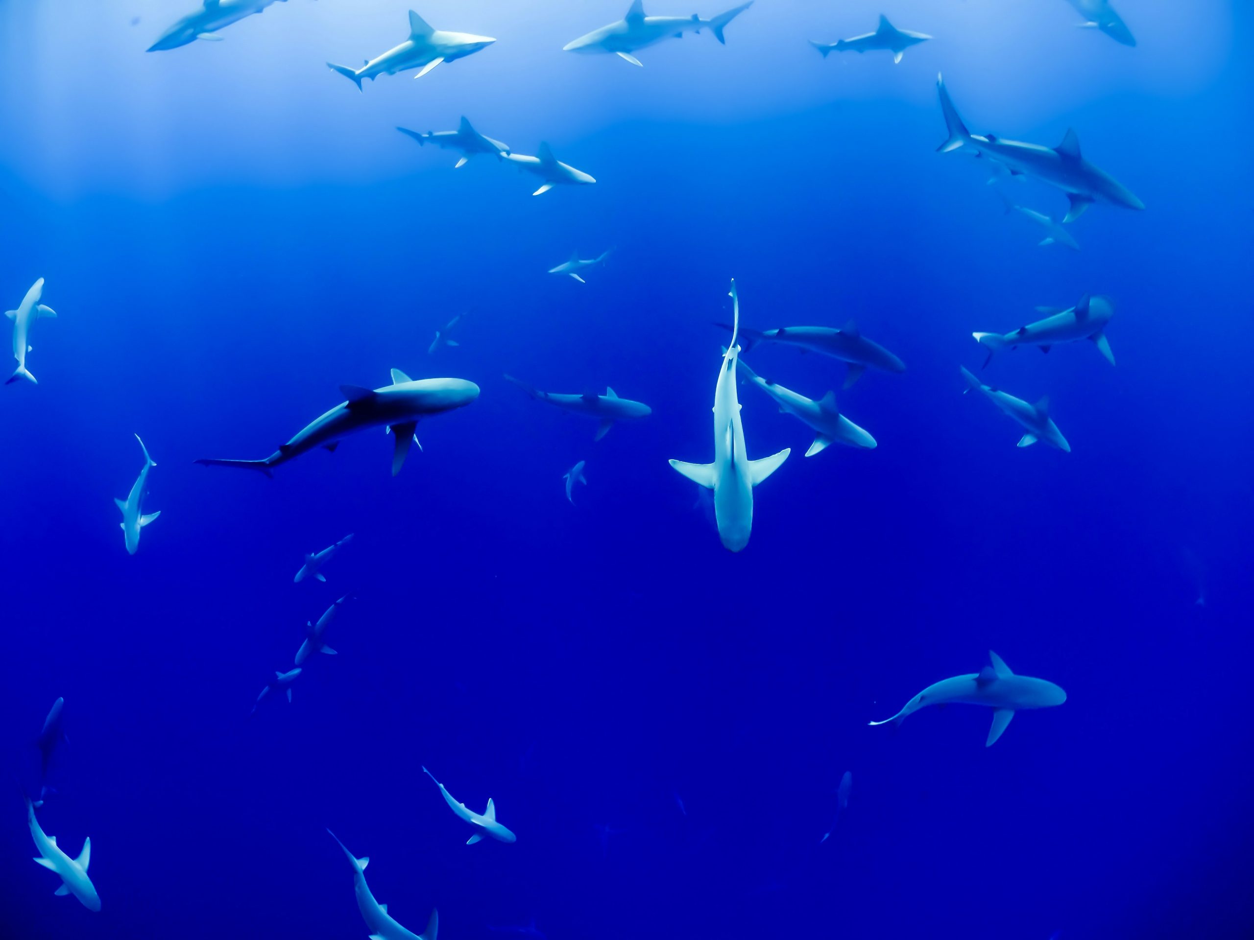 sharks swimming