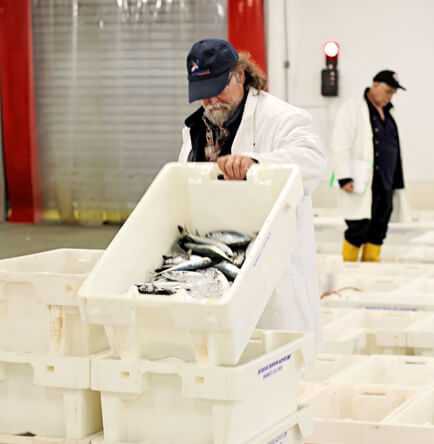 man looking for some fresh fish in white buckets