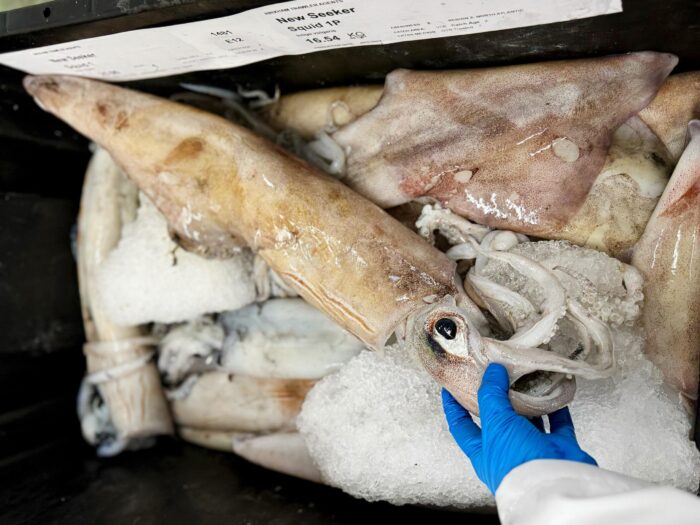 Fresh squid stored in a black container with ice