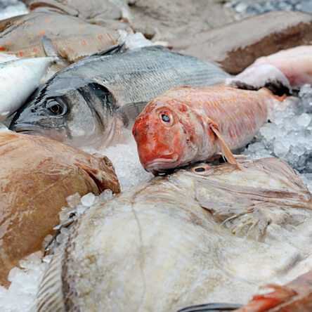 fished on frozen ice to keep fresh