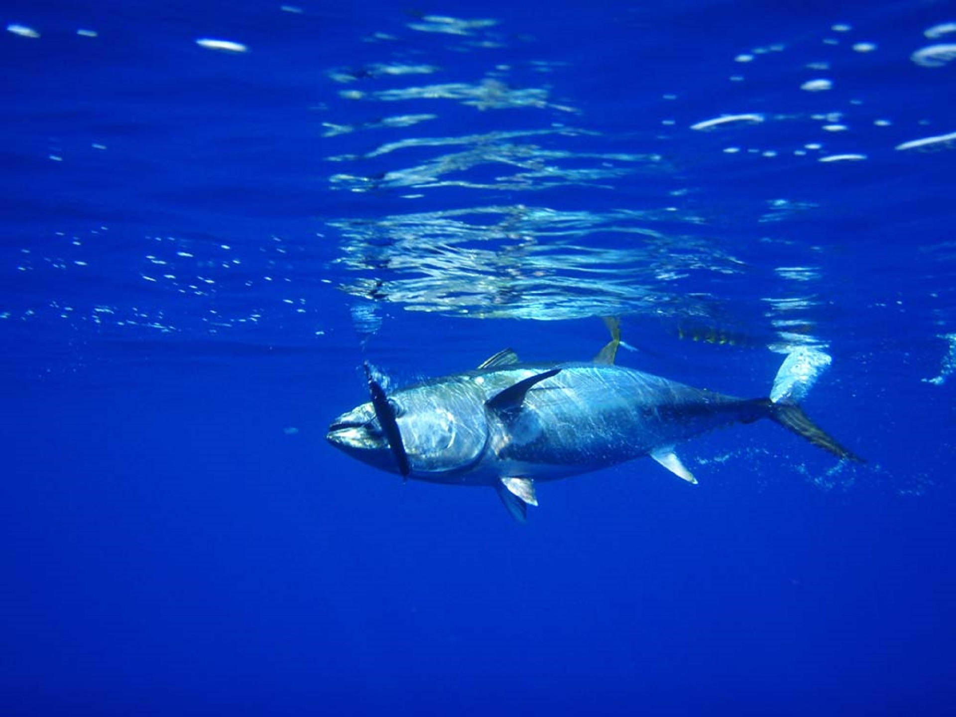 bluefin tuna