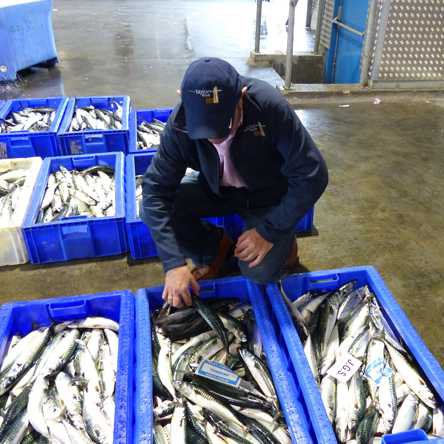 fished on frozen ice to keep fresh