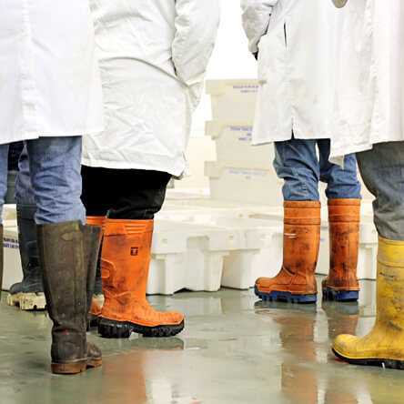 group of fishmongers ready to check inside white boxes of fish for what is in season